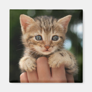 Sweet Baby Kitten Magneet