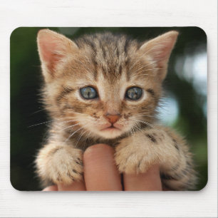 Sweet Baby Kitten Muismat
