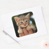 Sweet Baby Kitten Vierkante Sticker (Envelop)