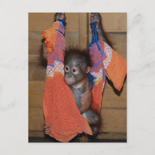 Sweet Baby Orangutan Rescue Briefkaart