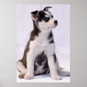 Sweet Baby Puppy Poster