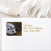 Sweet Baby Seal Verzendlabels Etiket (Insitu)
