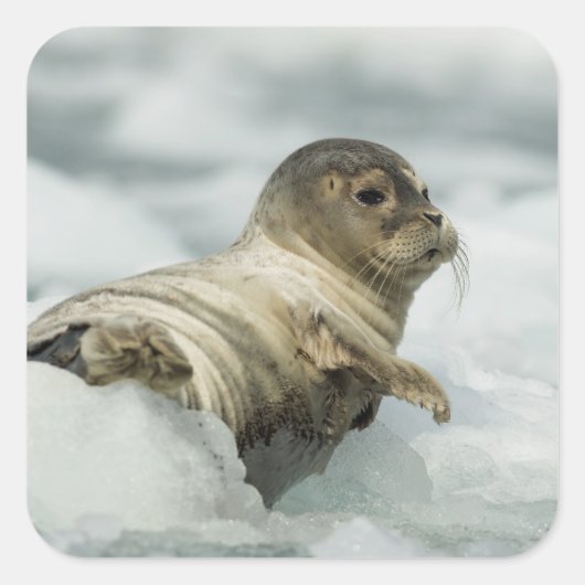 Sweet Baby Seal Vierkante Sticker (Voorkant)