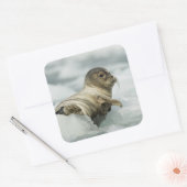 Sweet Baby Seal Vierkante Sticker (Envelop)