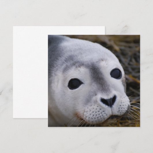 Sweet-Baby-zegeluitvindingen Kaart (Voorkant / Achterkant)