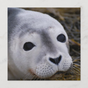 Sweet-Baby-zegeluitvindingen Kaart