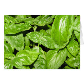 Sweet Basil, Sweet Life