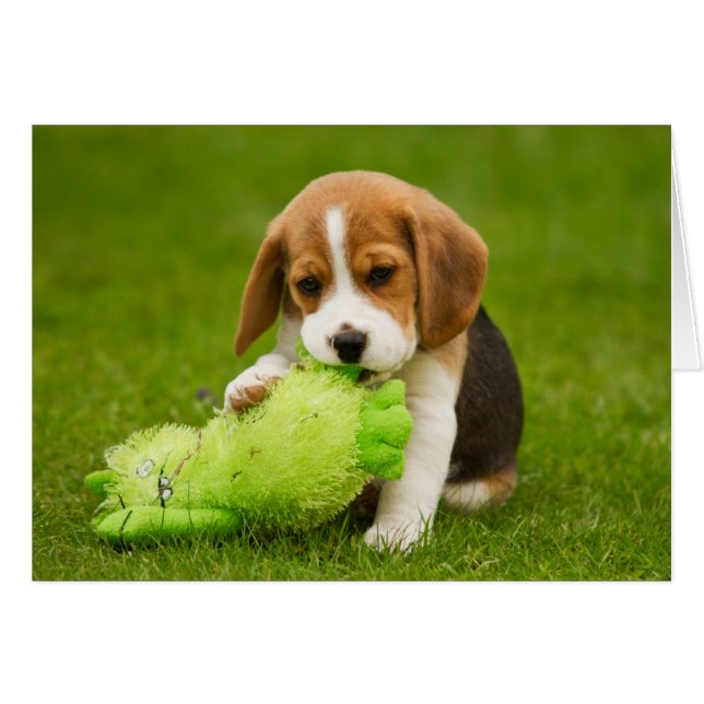 Sweet Beagle Puppy met Keuffer Speelgoed (Voorkant Horizontaal)