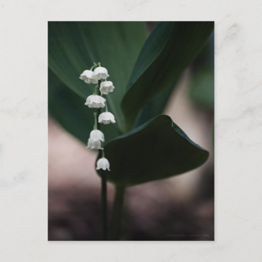 Sweet Bells Briefkaart (Voorkant)