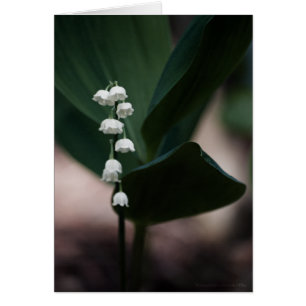 Sweet Bells Card