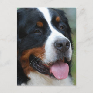 Sweet Bernese Briefkaart