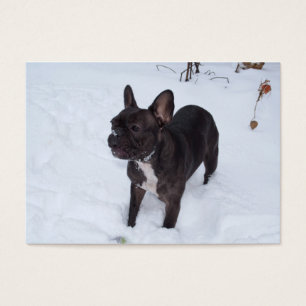 Sweet Black French Bulldog aime la neige