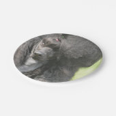 Sweet Black Poodle Papieren Bordje (Gekanteld)