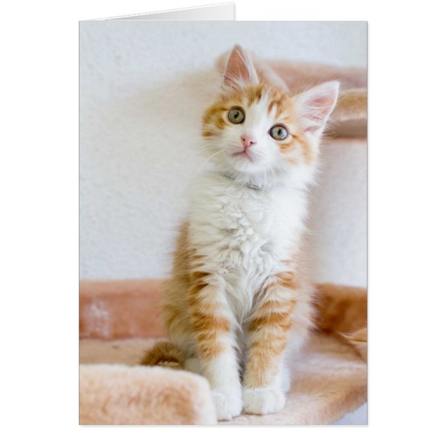 Sweet Blue Eyed Kat (Voorkant)