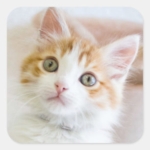 Sweet Blue Eyed Kat Vierkante Sticker