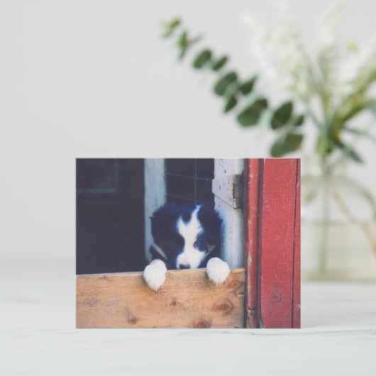 Sweet Border Collie Chien Chien Chien Puppy Carte (Debout devant)