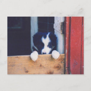 Sweet Border Collie Chien Chien Chien Puppy Carte