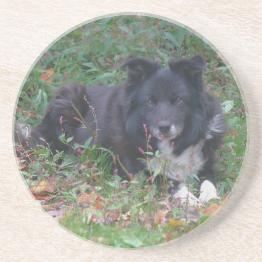 Sweet Border Collie Chien Dessous de verre de bois (Devant)