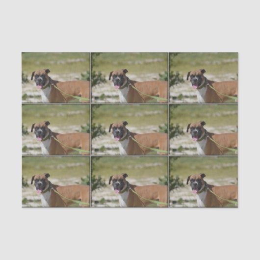 Sweet Boxer Tissuepapier (Voorkant)