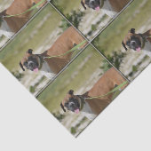 Sweet Boxer Tissuepapier (Detail)