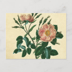 Sweet Briar-Roos Briefkaart