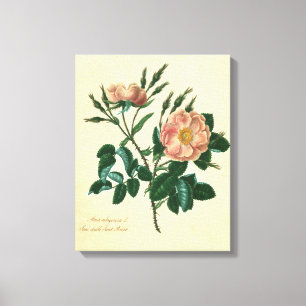 Sweet Briar-Roos Canvas Afdruk