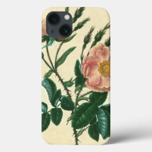 Sweet Briar-Roos iPhone 13 Hoesje