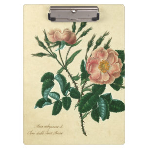 Sweet Briar-Roos Klembord