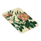 Sweet Briar-Roos Magneet (Rechterzijde)