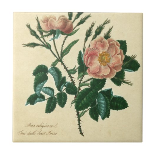 Sweet Briar-Roos Tegeltje (Voorkant)