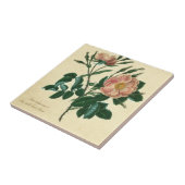 Sweet Briar-Roos Tegeltje (Zijkant)
