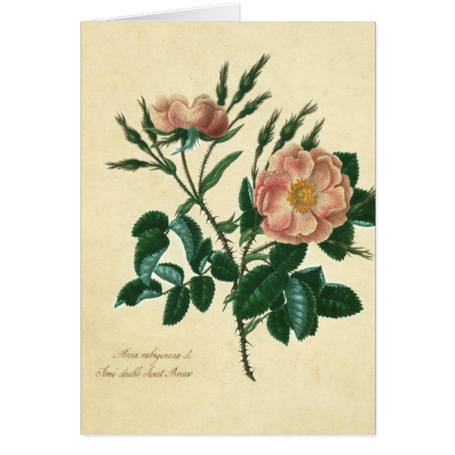 Sweet Briar Rose (Devant)