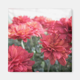 Sweet Bright Chrysanthemums Magnet Magneet