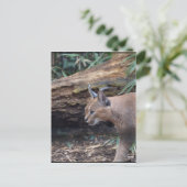 Sweet Caracal Briefkaart (Staand voorkant)
