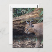 Sweet Caracal Briefkaart (Voorkant / Achterkant)