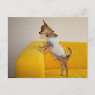Sweet Charlie Chihuahua Briefkaart
