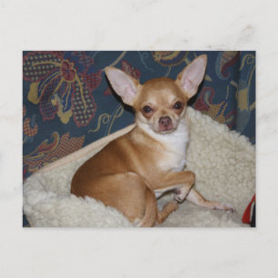 Sweet Charlie Chihuahua Briefkaart
