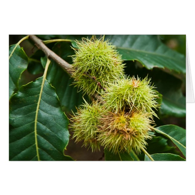 Sweet Chestnut (Voorkant Horizontaal)