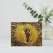 Sweet Chestnut Briefkaart (Staand voorkant)