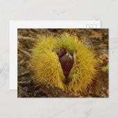 Sweet Chestnut Briefkaart (Voorkant / Achterkant)