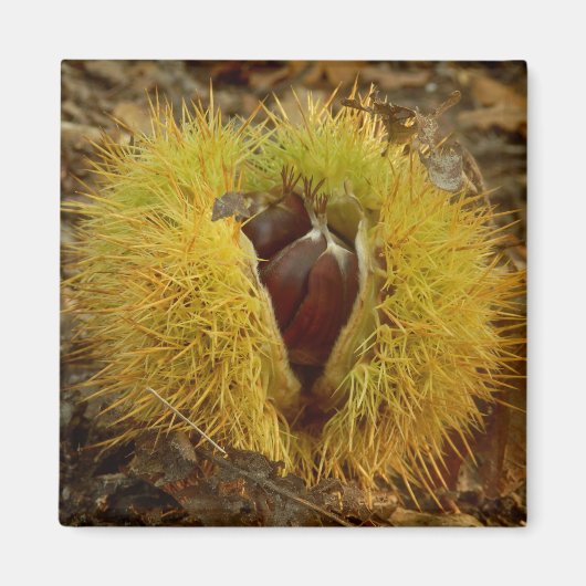Sweet Chestnut Magnet Magneet (Voorkant)