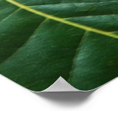 Sweet Chestnut Poster (Hoek)