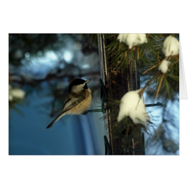 Sweet Chickadee (Voorkant Horizontaal)