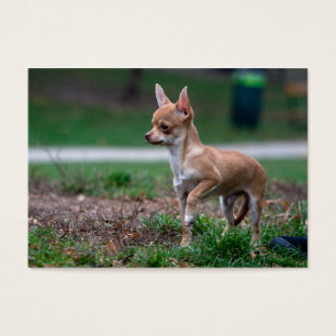 Sweet Chihuahua chiot chien Wannabe