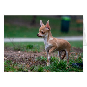 Sweet Chihuahua chiot chien Wannabe