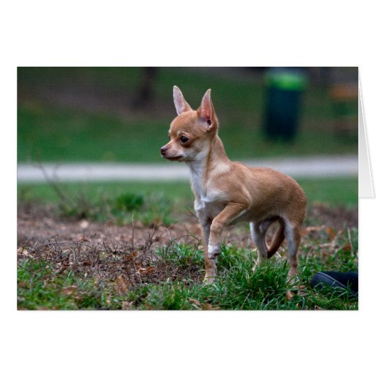 Sweet Chihuahua chiot chien Wannabe (Devant Horizontal)