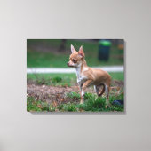 Sweet Chihuahua Puppy Gundog Wannabe Canvas Afdruk (Voorkant)