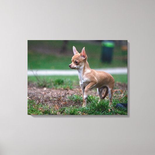 Sweet Chihuahua Puppy Gundog Wannabe Canvas Afdruk (Voorkant)