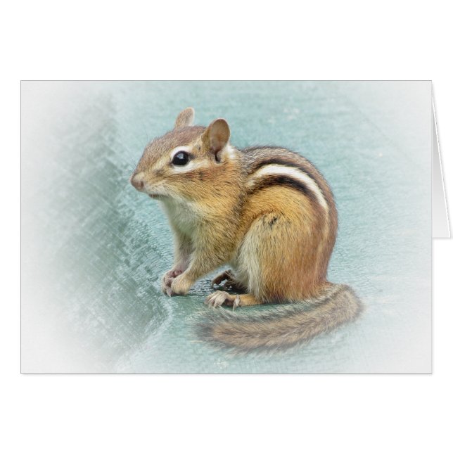 Sweet Chipmunk (Voorkant Horizontaal)