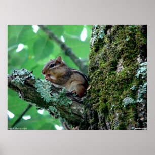 Sweet Chipmunk dans une affiche d'arbre